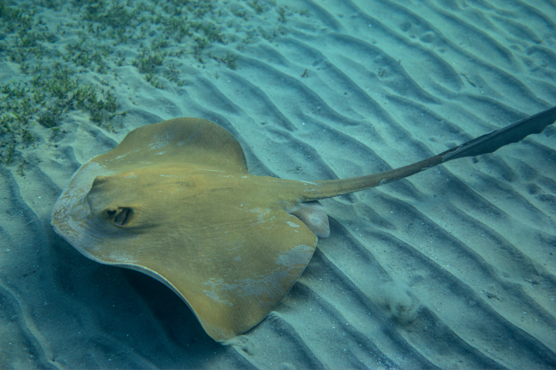 cowtail stingray