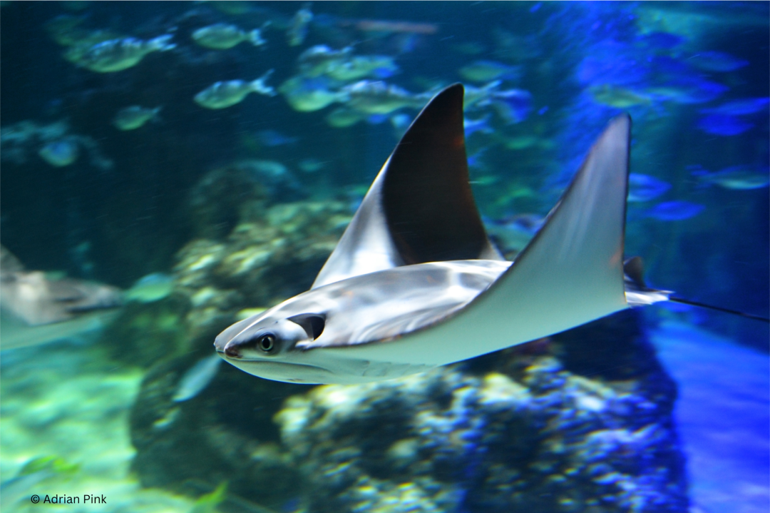 javanese cownose ray