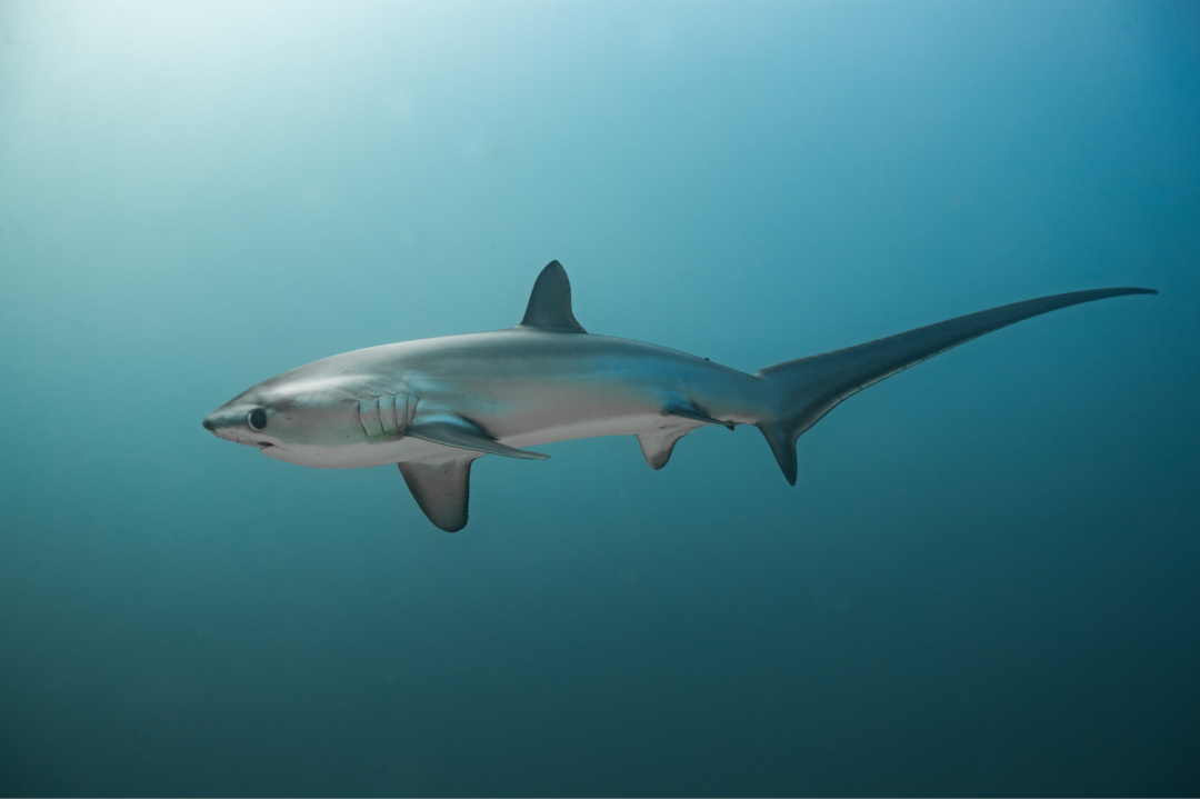 pelagic thresher shark