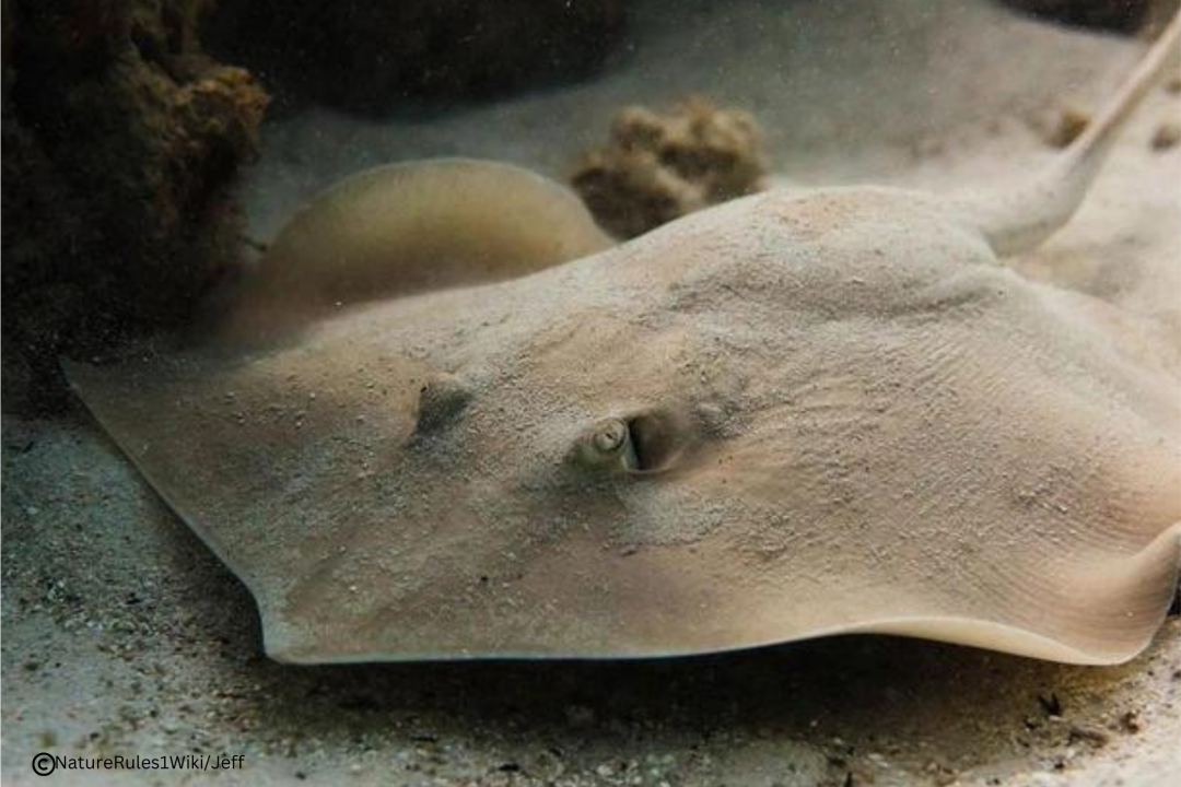 scaly whipray