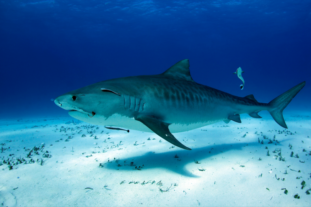 tiger shark