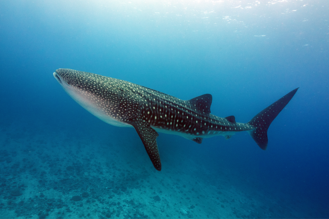 whale shark