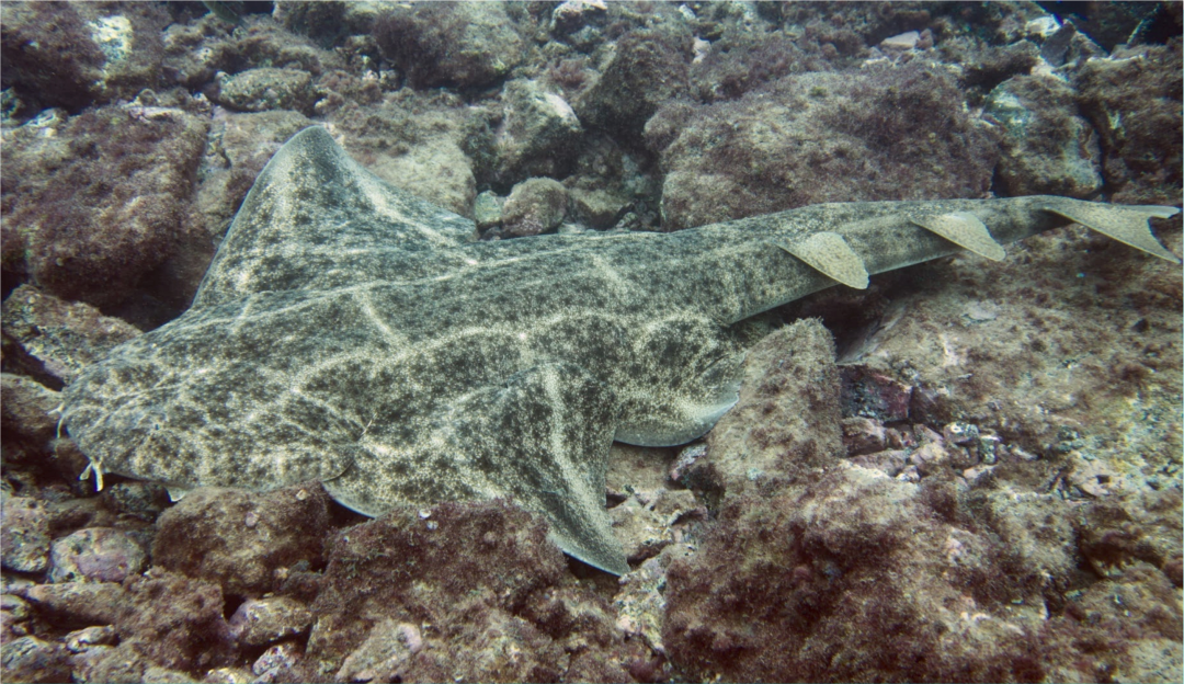 Angel Shark