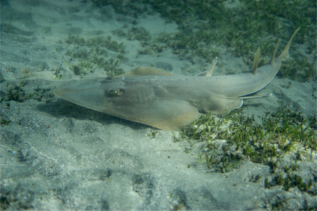 guitarfish