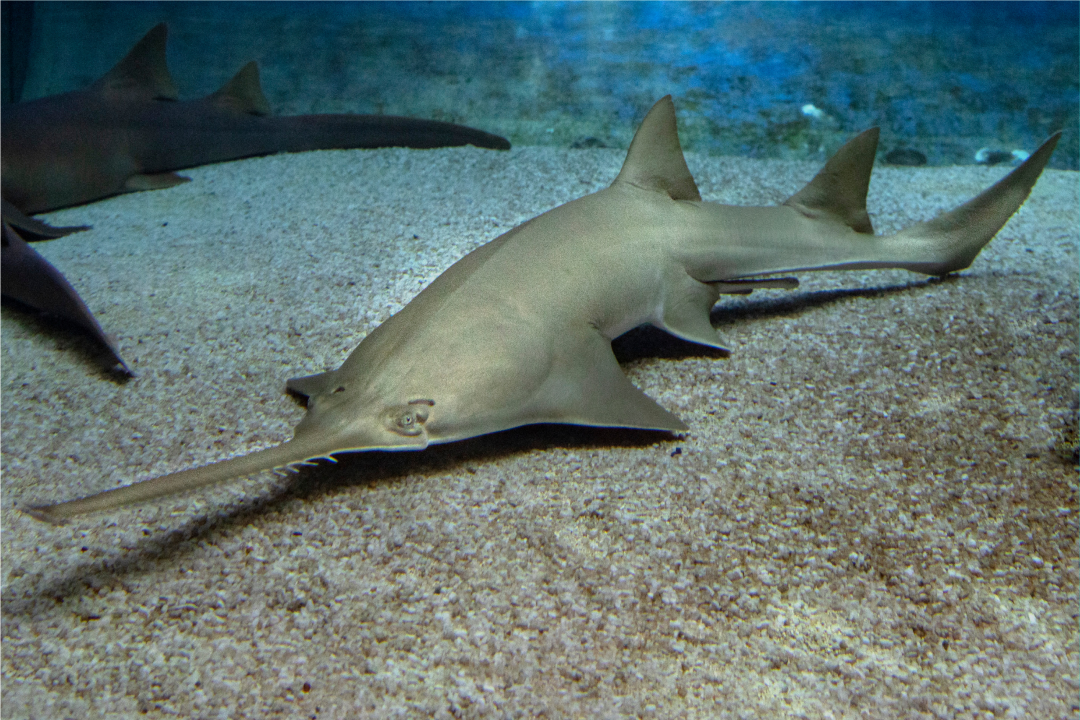 sawfish