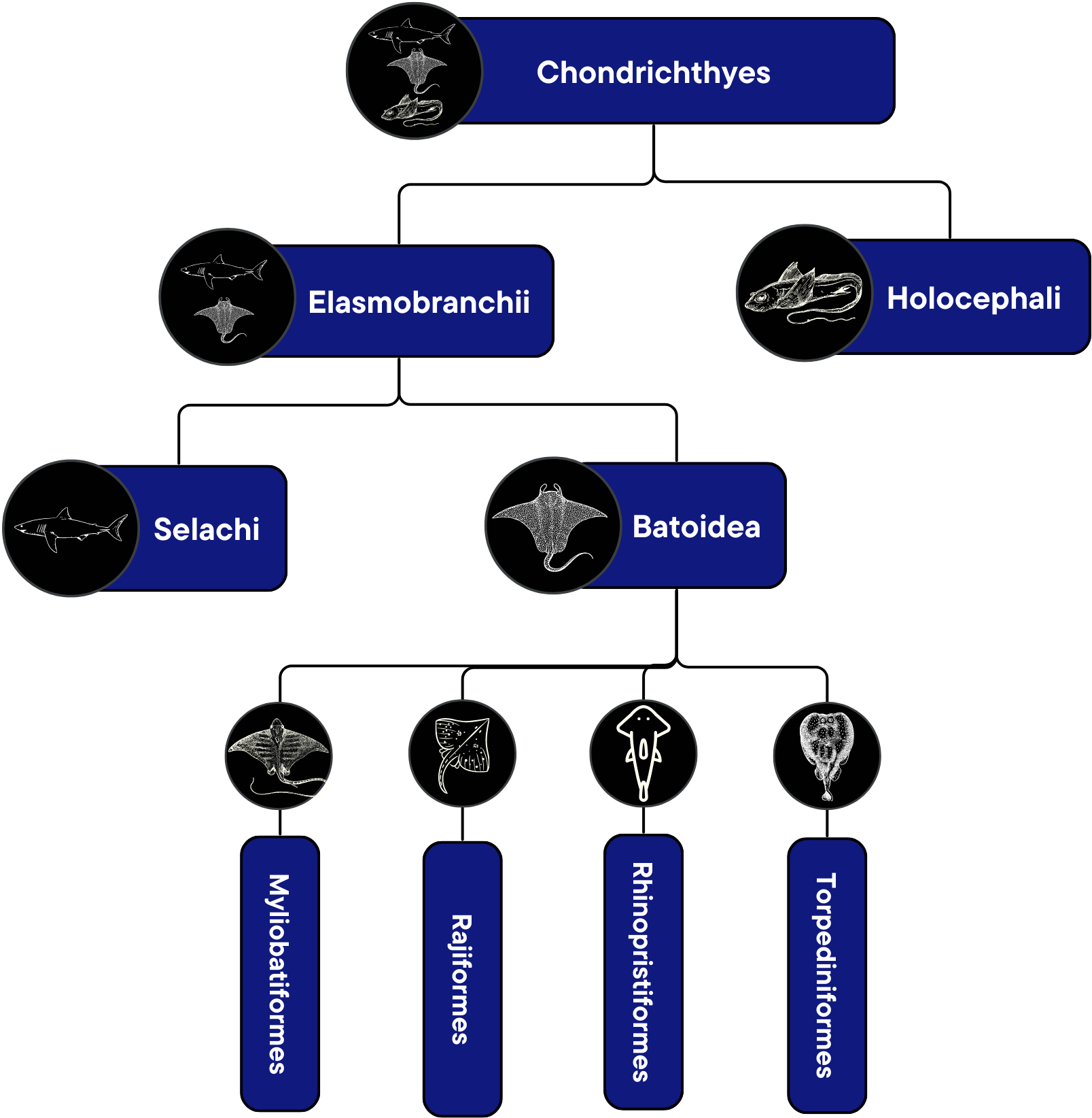 Classification of Batoids