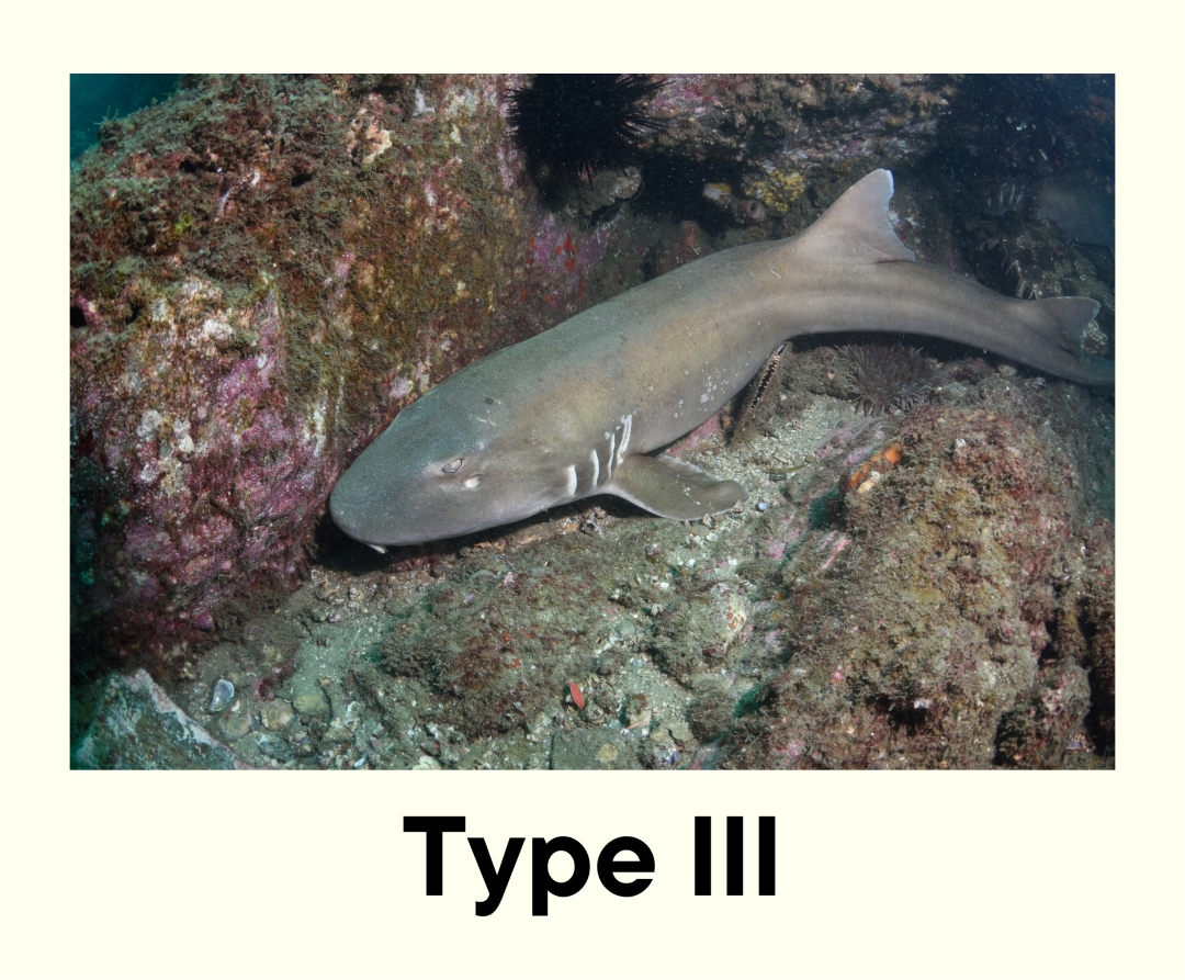 Type-III Sharks