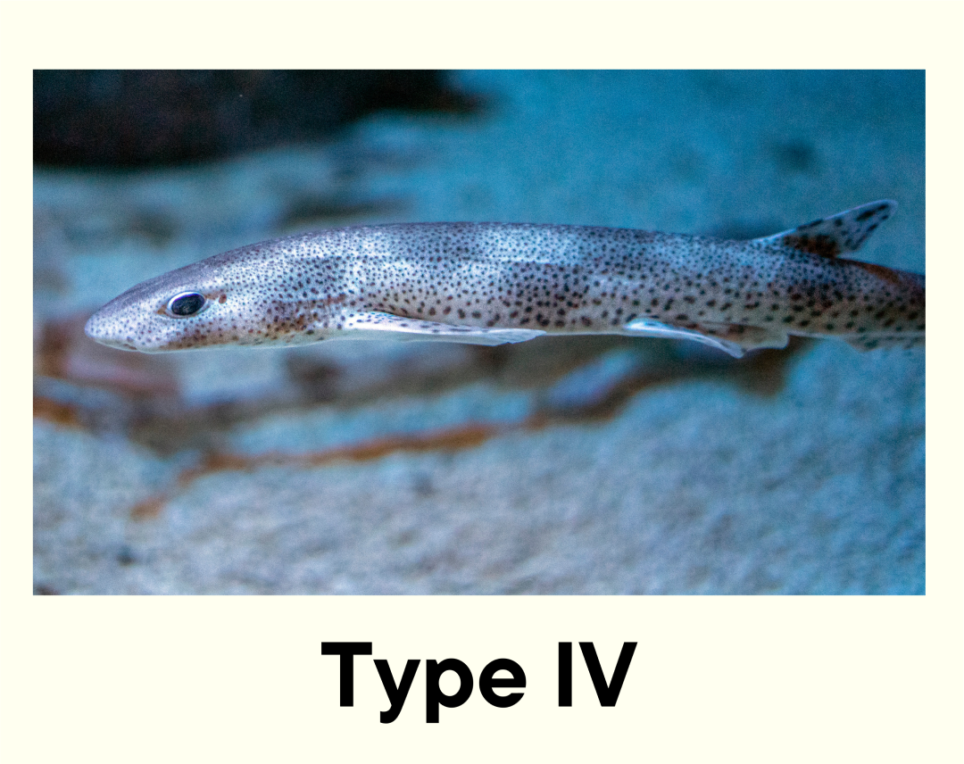 Type-IV Sharks