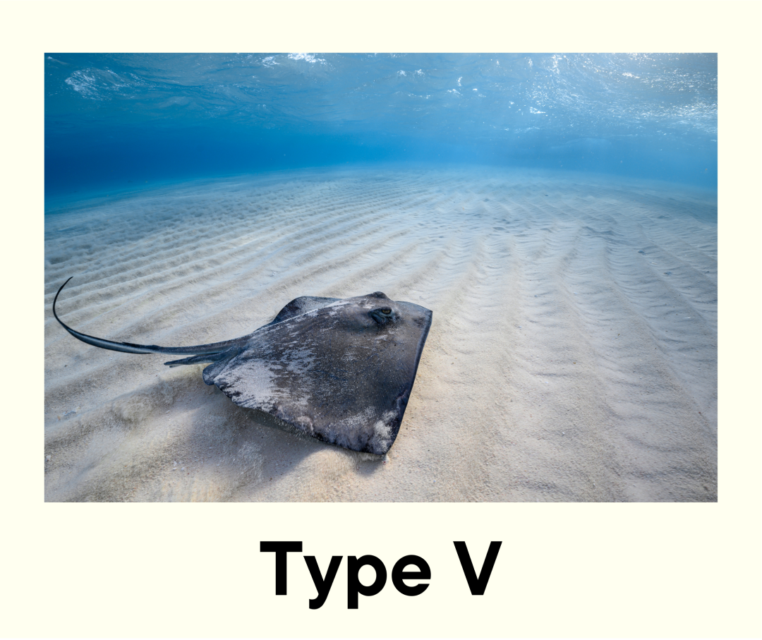 Type-V Sharks