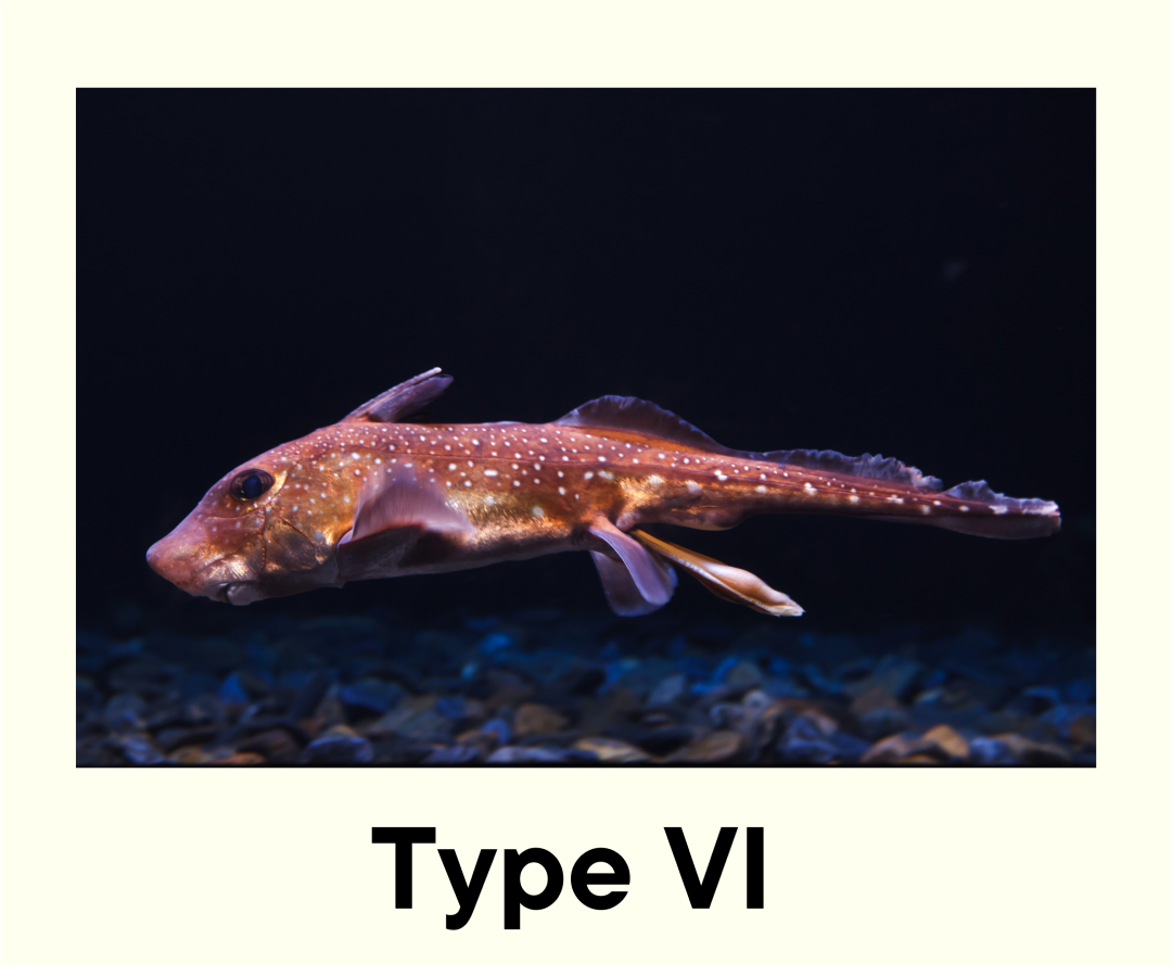 Type-VI Sharks