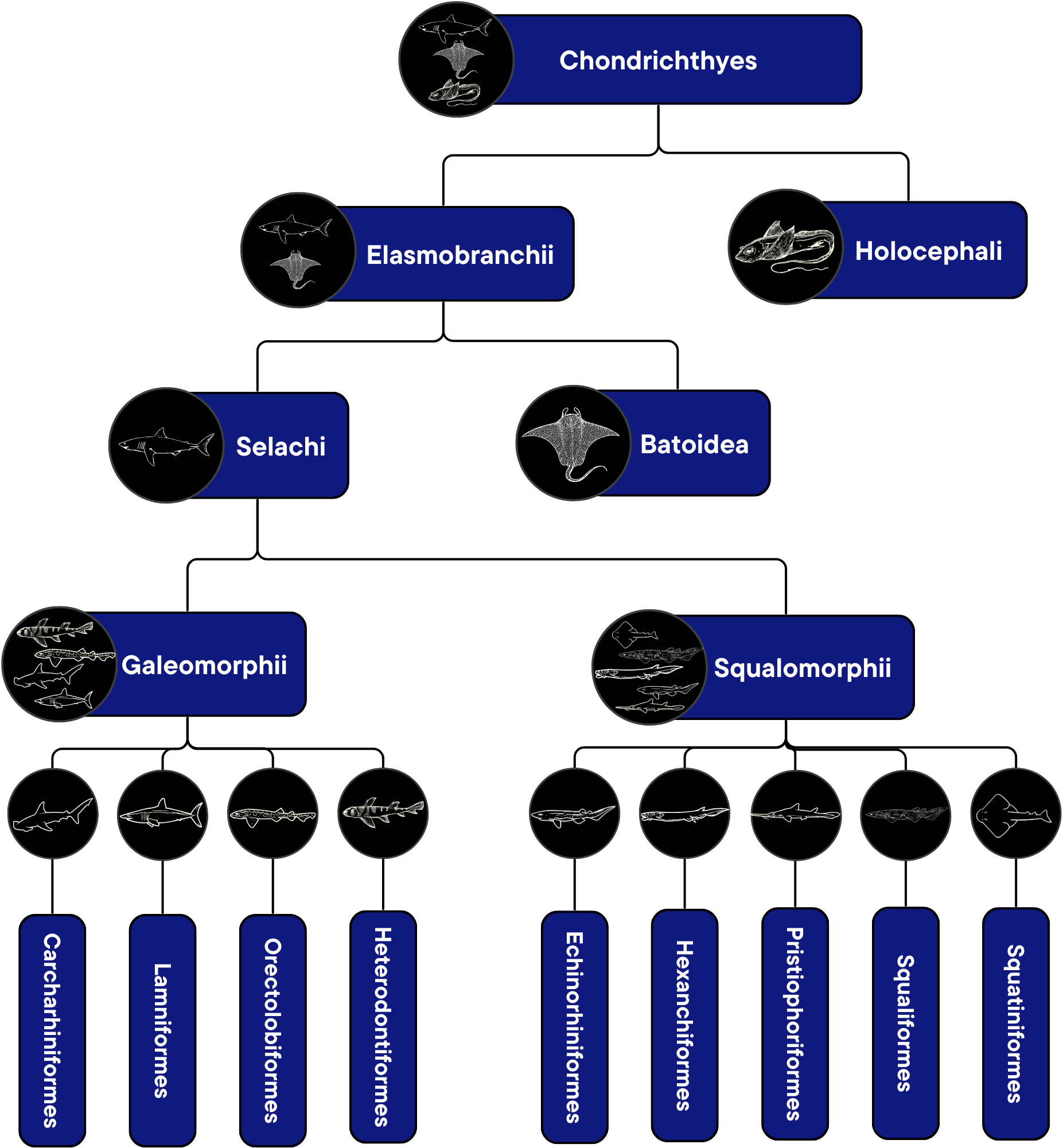 Classification of Sharks