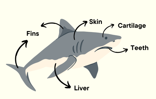 Threats to marine life in India- Poaching